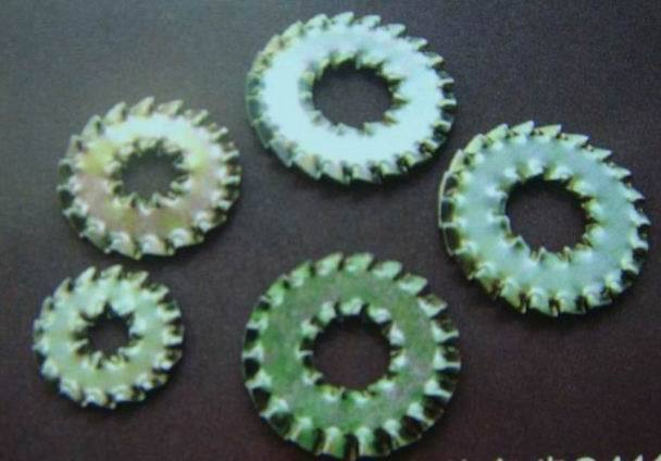 內(nèi)、外多齒