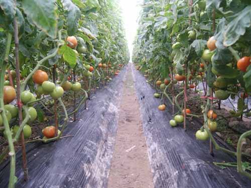 西紅柿大棚